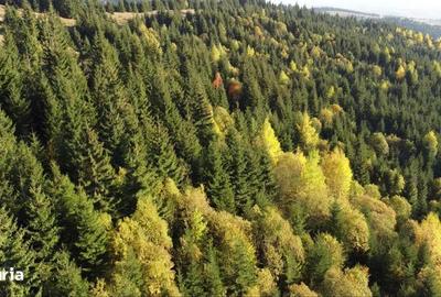 Teren de 162000 mp, în Sărmaș - 6