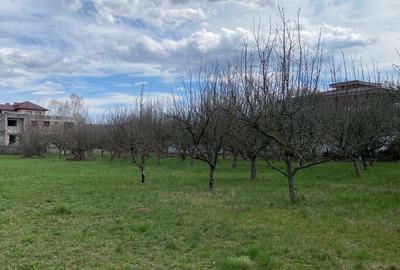 Teren Construcții intravilan de 7000 mp, în Berevoești - 3