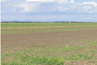 Teren de 5000 mp, în Cocorăștii Colț - 6