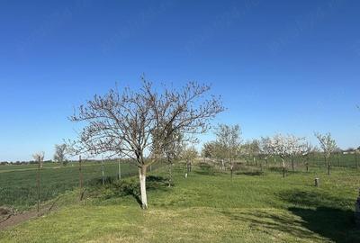 Casă cu Teren 8000 Mp în Central - 5