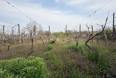 Casă cu 4 camere cu Teren 2038 Mp în Cujmir - 9