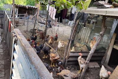 Casă cu 4 camere în Chilia Veche - 5