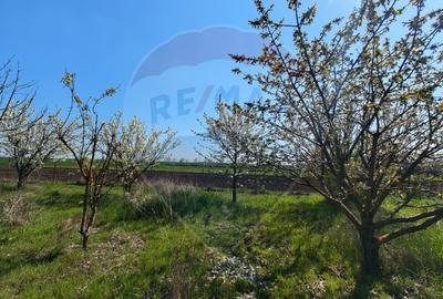 Casă individuală cu 3 camere cu Teren 2175 Mp în Mailat - 14