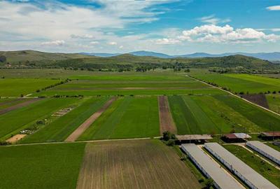 Teren extravilan de 5000 mp, în Bod - 4