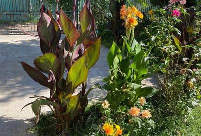 Vila Snagov Sat 5 dormitoare -600 mp teren gradina amenajata - 2