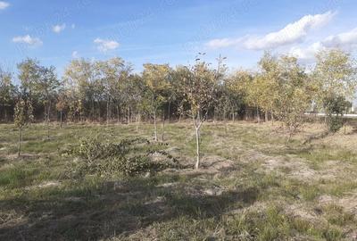 Teren de 1000 mp, în Călacea