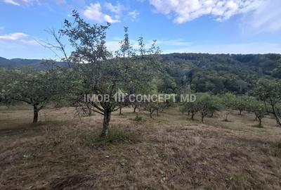 Teren spectaculos cu padure, livada si priveliste panoramica in Soimari PH - 14