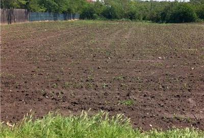 Teren Stanesti - Judetul Giurgiu, intravilan, drum asfaltat, curent - 2