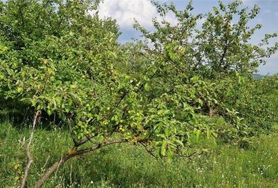 Teren agricol extravilan de 5000 mp, în Șura Mare - 16