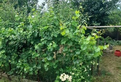 Constructie casa Peciu Nou Constructie casa Peciu Nou - 2