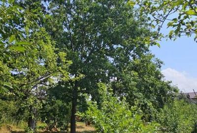 Intravilan 480 mp , loc de casa , zona padure Baicoi Prahova - 17