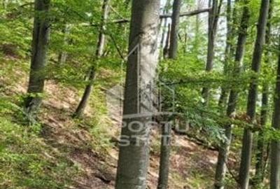 INVESTITIE CU PROFIT RAPID Padure 120+ Ani Fag & Gorun - 13
