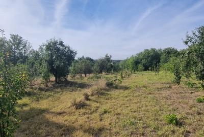 Teren 2000 mp de vânzare – Comana, deschidere la lac, aproape de Parcul Natural - 2