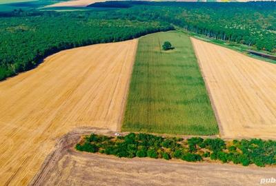 Teren de 46600 mp, în Tămădău Mare - 6