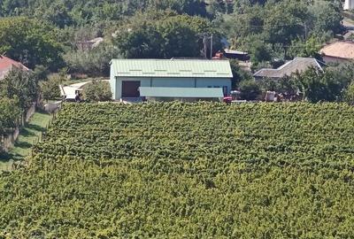 Teren de 35000 mp, în Cotnari - 6