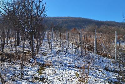 Vand casa cu vie localitatea Ineu judetul Arad - 1