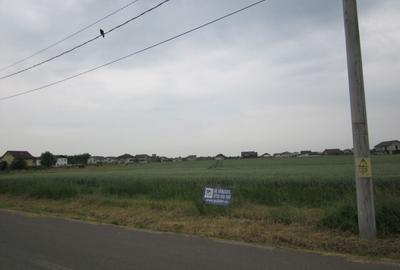 Domnesti-Narciselor - 8