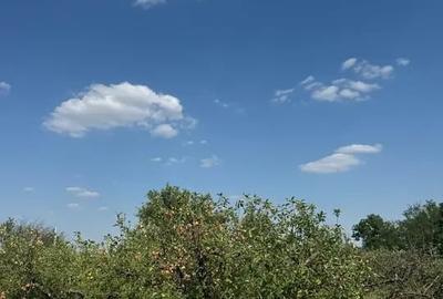 Casă cu 5 camere | Pivniță și Livada | Aproape de București | - 10