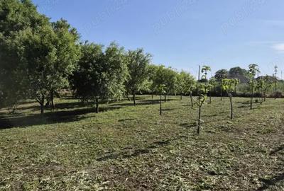 Teren de 1500 mp, în Sălcioara - 5