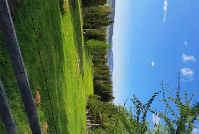 Teren de 30000 mp, în Șaru Dornei