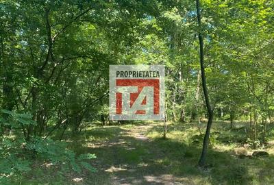 Teren de 4800 mp, în Lăpuș - 3