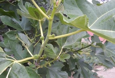 Pitaru, Dambovita - 3