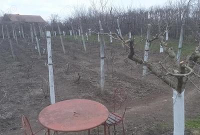 Teren de 966 mp, în Păuca - 4
