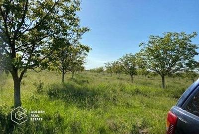 Teren agricol extravilan de 500000 mp, în Bazoșu Nou - 4