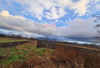 Teren intravilan ,4486mp in Gologanu - 2