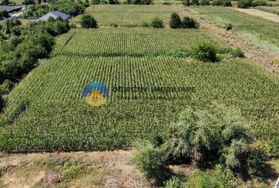 Teren intravilan 3866 mp Dumbrava Rosie - 2