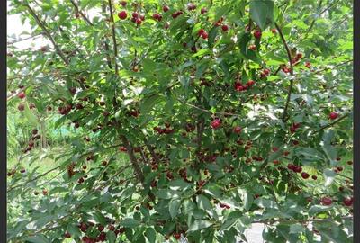 House for sale, 3 Rooms, 121 sqm, Giurgiu - 15