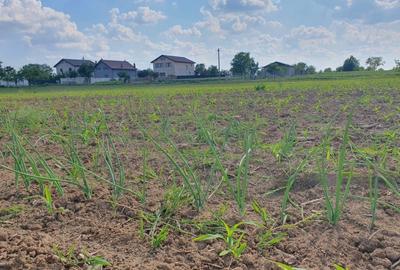 Teren intravilan 1000 mp – asfalt, utilități în apropiere – Moara Vlăsiei - 2