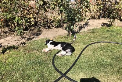 Casă cu 5 camere cu Teren 357 Mp în Central - 4