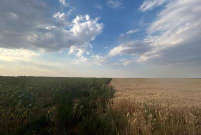 Teren intravilan, 9500 mp, Carcea - 2