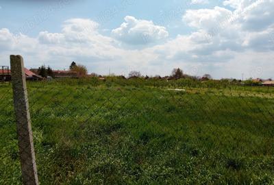 Casa Teremia Mare SI plantatie - 2