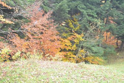 Busteni-Teren intravilan situat in Valea Alba in apropiere de partie - 1