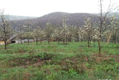 Teren de 4000 mp, în Tutana - 4