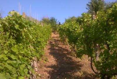 Spațiu comercial, în Cristian - 5