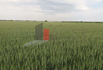 Teren Buftea cu iesire la lac - 8