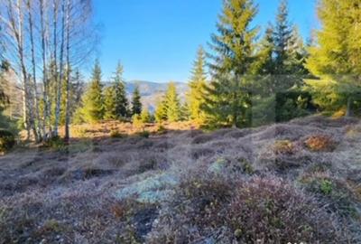 Teren de 3132 mp, în Arieșeni - 2