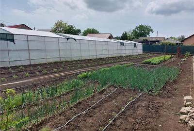 Casă în Lumina - 4