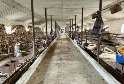 Pret redus Teren generos cu grajd nou in Varsand - 2