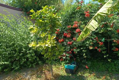 Vila  zona Elisabetin P+2E+M - 7