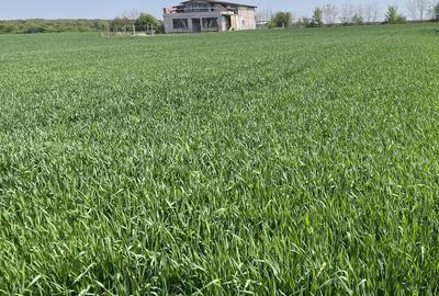 Teren de 1100 mp, în Moara Vlăsiei - 2