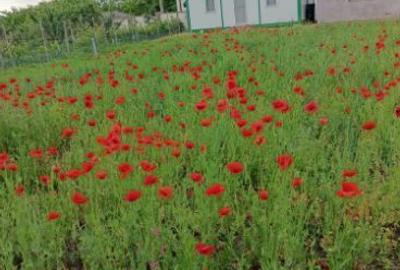 Casă cu 2 camere cu Teren 2000 Mp în Lilieci - 5