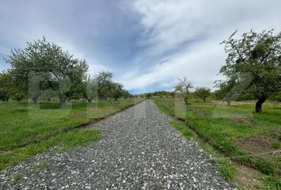 Teren de 500 mp, în Viișoara - 1