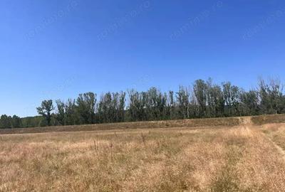 Teren agricol cu potential 24.834 mp, zona Podul Jiului Teren agricol cu potential 24.834 mp, zona Podul Jiului - 5