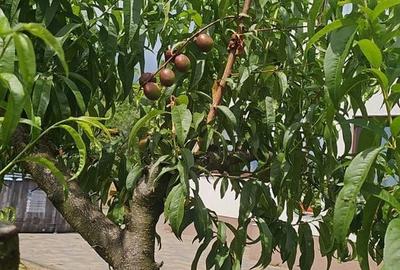 Casă cu 4 camere în Viișoara - 14