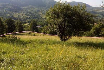 Teren extravilan de 11000 mp, în Bistra Mureșului - 2