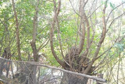 Teren intravilan Brasov-Schei Teren intravilan Brasov-Schei - 12